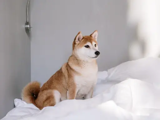 En söt shiba inu sitter på vita lakan. Denna ras är inte bland de apporterande hundraser, men är en utmärkt sällskapshund.
