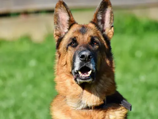 En schäferhund, en av de vanligaste hundraserna i Sverige, tittar fram med öppen mun mot en grön bakgrund.