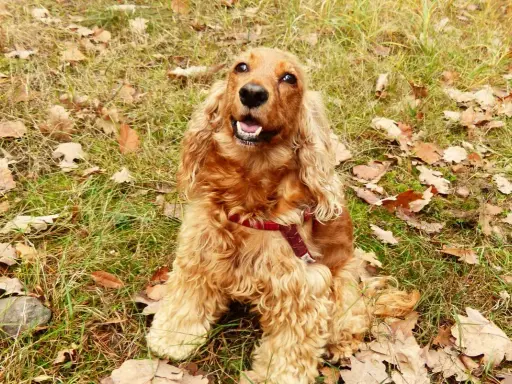 En glad cocker spaniel med lockigt, gyllene päls sitter i gräset bland höstlöv. Dess glada uttryck visar verkligen cocker spaniel temperament.