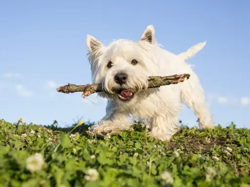 En glad west highland white terrier springer med en pinne i munnen över en grön äng mot en blå himmel.