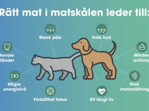 Hundens skin and coat blir blank och fin med rätt mat. Även frisk hud, god matsmältning och ett långt liv.