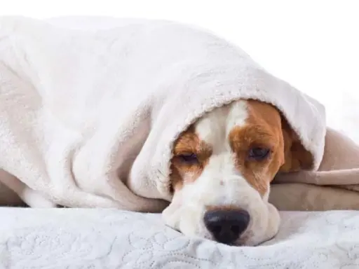 En trött beagle, kanske efter ett anfall av epilepsi, vilar under en mjuk filt.