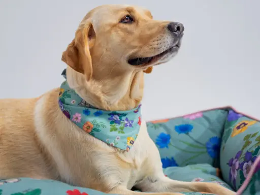 En gul labrador med blommig scarf vilar i en säng med samma mönster. En bild som visar att alla hundraser kan vara lika söta.