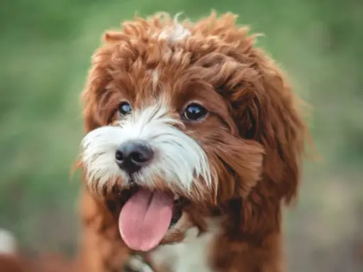 En söt cavapoo maltipoo vuxen hund med rödbrun päls och vit nos, flämtande med tungan ute.