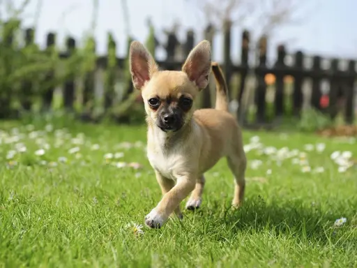 En söt chihuahua-valp springer på en gräsmatta med små vita blommor. En av många små hundraser bilder.