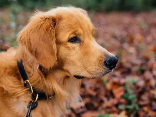 En gyllene retriever med ett svart koppel runt halsen tittar ut över en höstfärgad skog.