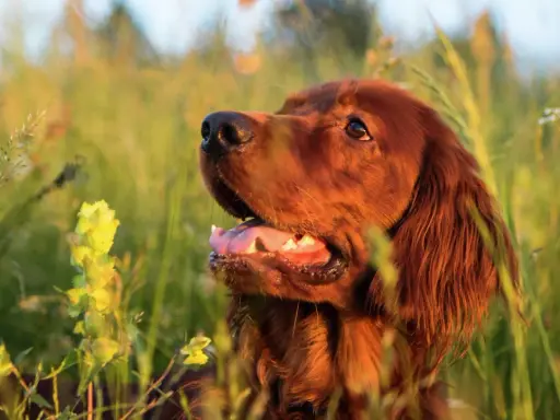 En vacker, rödbrun bistick hund sitter i högt gräs, med solen som lyser på dess päls.