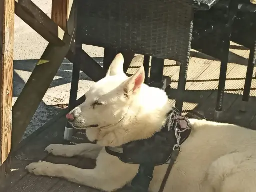 Vit hund med rosa nos vilar på en träaltan. Kanske en av de mer ovanliga, konstiga hundraser som finns.
