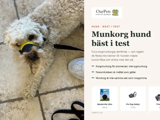En hund med gul och svart munkorg ligger på ett stenlagt golv. Artikeln handlar om munkorgar för hundar, och en schäfer kan behöva en.