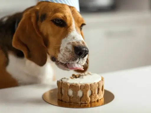 En beagle med partyhatt slickar på en tårta dekorerad med hundkex. Tårtan ser god ut, men var försiktig så att du inte ger hunden något som är hundkex giftig.