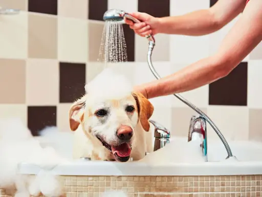 En glad labrador med skum på huvudet njuter av att bada hund i ett bubbelbad.
