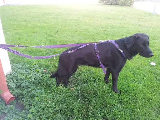 Svart hund med lila sele och koppel runt midjan står på en gräsmatta.