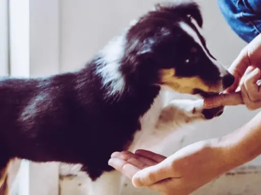 Valpar som tränas med godis. En person ger en hund en godbit ur handen.