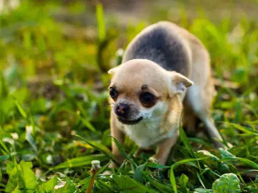 En liten chihuahua, en hund som skakar, smyger sig fram i det höga gröna gräset.