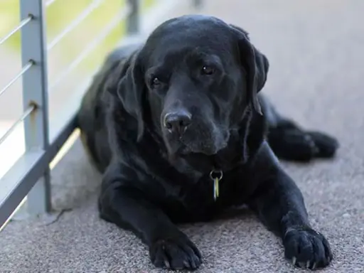 Sorgsen svart labrador ligger ner. Denna bild kan vara relaterad till osteosarkom hund.