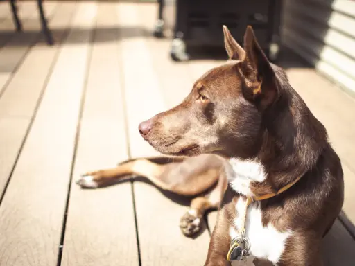 Brun hund med vita markeringar ligger på ett trädeck i solen. Det är varmt och hunden försöker kyla ner sig.