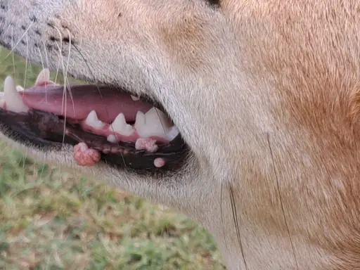 Närbild på en hunds mun med synliga papillom på tandköttet.