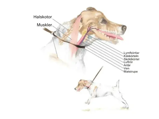 Illustration av en hunds hals med muskler och organ markerade. En mindre hund med sele syns nedanför.
