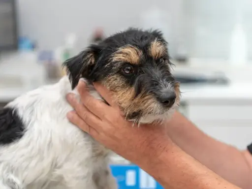 En hund med symtom på hypotyreos undersöks av en veterinär.