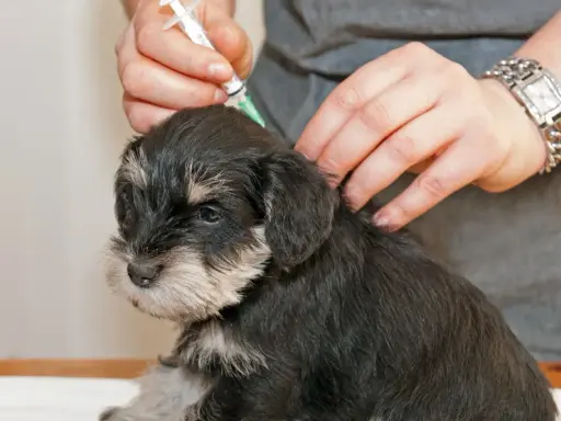 En veterinär ger en 12 veckor gammal valp vaccination.