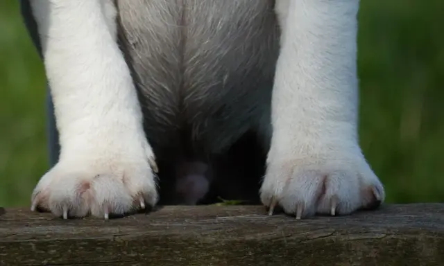 Hundens tassar vilar på en träbänk. Klorna ser ut att behöva klippas, vilket väcker frågan: hur ofta klippa klor hund?
