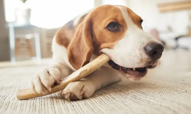 En beagle tuggar på ett ben, en bra aktivitet för att förebygga tandsten hos hundar.