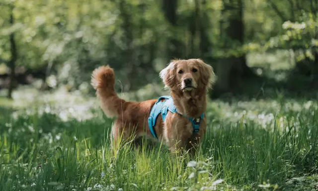 En vacker golden retriever med blå sele står i en grönskande skog. Hundens vänliga blick och mjuka päls visar typiska golden retriever egenskaper.