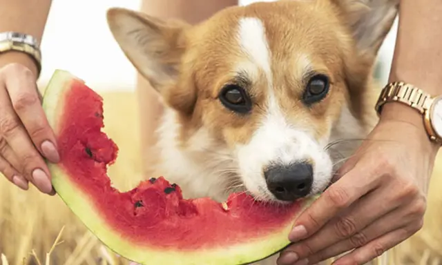 En söt corgi njuter av en saftig bit vattenmelon, hållna av två händer. En härlig vattenmelon hund-stund i solen.