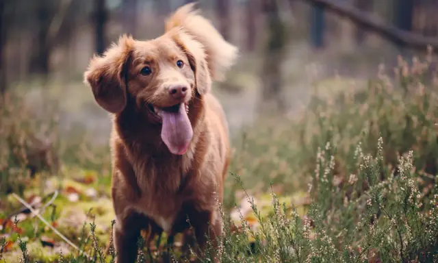 En glad tollare med tungan ute står i skogen bland ljung. En riktig fodax-hund redo för äventyr.
