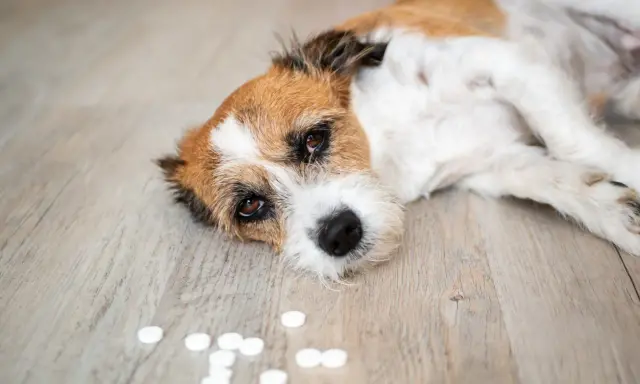 En trött hund ligger på golvet bredvid utspridda piller, som kan vara råttgift.