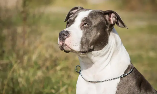 En ståtlig amstaff med ett silverfärgat halsband blickar ut över ett fält.