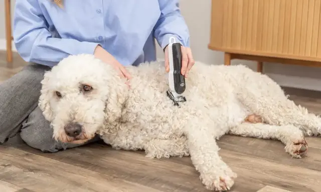 En person klipper en vit, lockig hund med en klippmaskin. Hunden ligger lugnt på golvet.