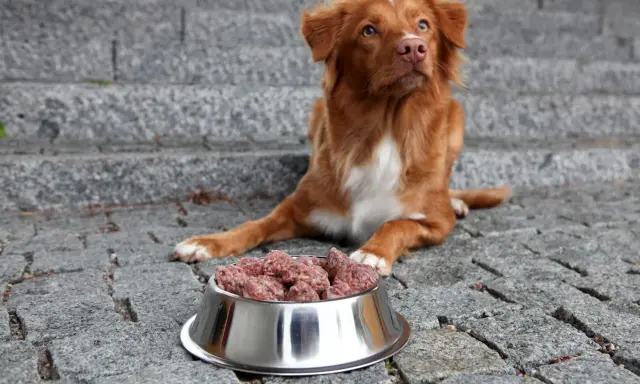 Brun hund med vit bringa sitter framför en skål med mushbarf på stenlagd mark.