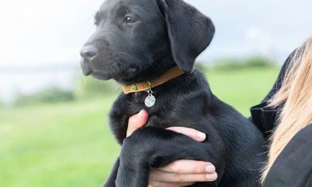 Svart labradorvalp med ett brunt koppel och en silverfärgad bricka.