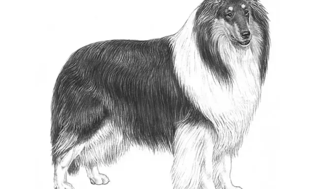 En vacker teckning av en ståtlig collie långhårig med sin imponerande päls.