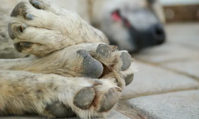 En hunds tassar vilar på stenplattor. En av tassarna är i fokus, med tydliga trampdynor och klor. I bakgrunden syns hundens huvud, med nos och öga. Kanske är det en miller klotång som har fått sig en välförtjänt vila.