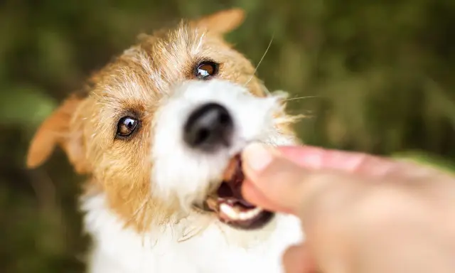 En söt lakrits hund får en godbit från en hand.