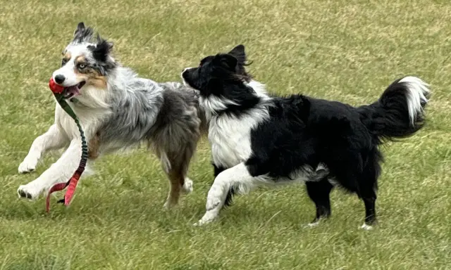 Två border collies leker glatt i gräset, en med en röd boll i munnen. Deras lekfulla energi visar verkligen border collie temperament.