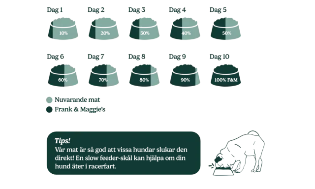 Stegvis guide för att byta foder hund, från 10% nytt foder dag 1 till 100% dag 10. En hund äter ur en matskål.