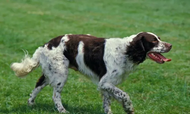 En brun-vit fågelhund raser springer på en grön gräsmatta.