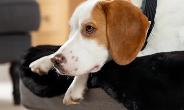 En tjock hund vilar på sin mjuka bädd, med en trött blick.