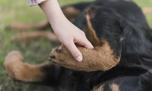 En hand vilar på en hunds tass. Hunden, en rottweiler, ligger på gräset.