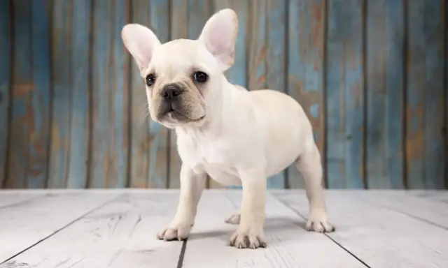 En söt fransk bulldoggvalp med stora öron står på ett trägolv. Dess lekfulla fransk bulldogg temperament lyser igenom.