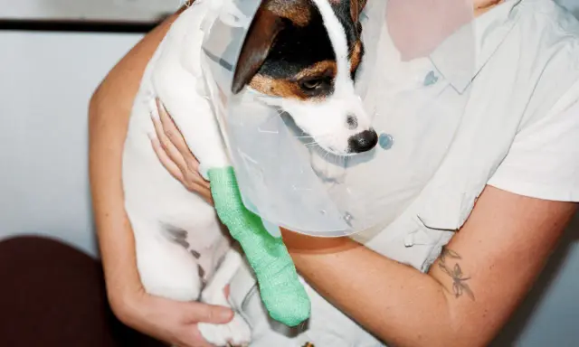 En liten hund med tratt och grön linda på benet, kanske en blåskatarr hund som behöver vila.