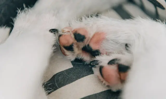 Mjuka, rosa trampdynor med svarta fläckar på en randig kudde. En liten hunds tassar, som om de vore insmorda med standardt kalksalva för extra mjukhet.