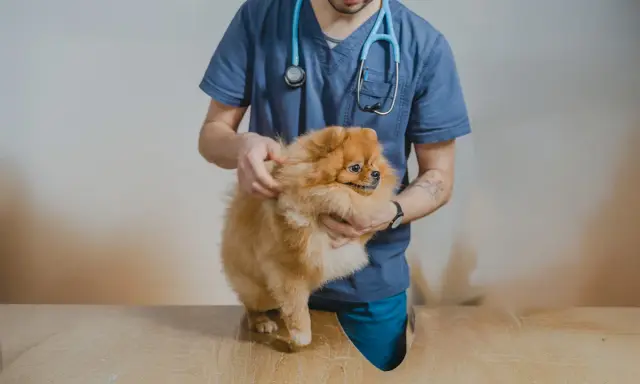 Veterinär undersöker en fluffig Pomeranian. Hunden kan ha problem med urinsten.
