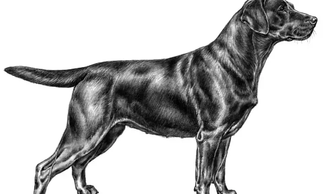 Svart labrador i profil, tecknad med detaljerad päls och muskulatur. En vacker illustration som visar en sund labrador vikt.