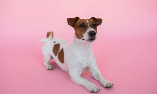 En söt Jack Russell terrier ligger på en rosa bakgrund. Kanske är den lite orolig för att den har ett jack russell problem?