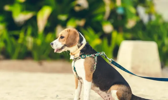En beagle sitter på sanden med ett färgglatt hundkoppel på 3 meter.