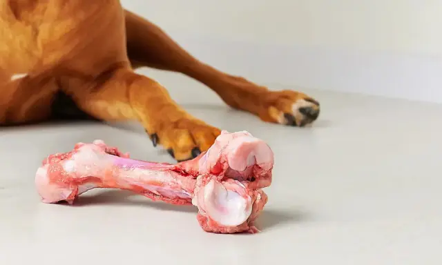 En hund njuter av ett saftigt tuggben, perfekt för att hålla tänderna starka och rena.